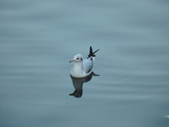 Chroicocephalus ridibundus