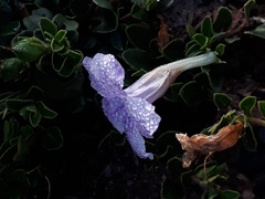 Ruellia pilosa