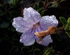 Ruellia pilosa