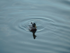 Anas platyrhynchos