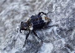 Eucryptorrhynchus scrobiculatus