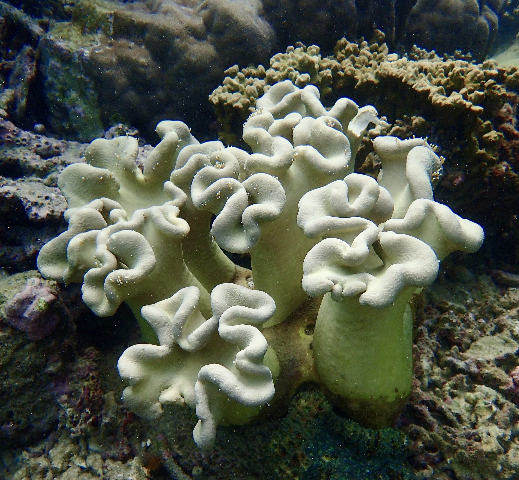 Sarcophyton