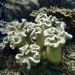 Toadstool Leather Corals - Photo (c) brigitteleroy, some rights reserved (CC BY-NC)