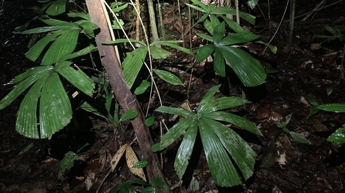 Licuala bellatula