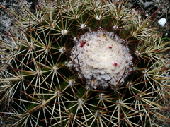 Melocactus macracanthos