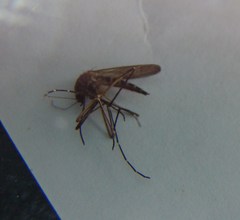 Aedes antipodeus