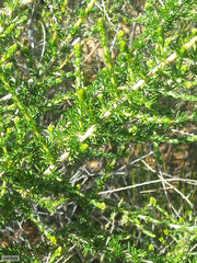 Aspalathus corrudifolia