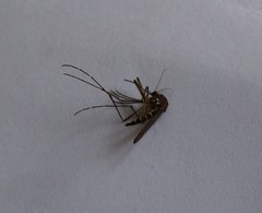 Aedes antipodeus