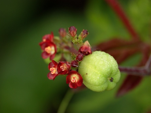 Jatropha gossypiifolia