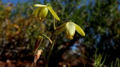 Albuca spiralis