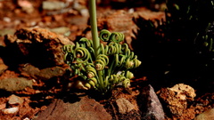 Albuca spiralis