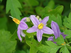 Solanum trilobatum