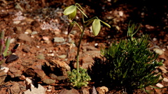 Albuca spiralis