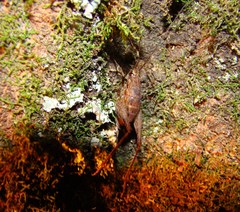 Pleioplectron hudsoni