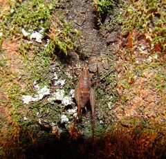 Pleioplectron hudsoni