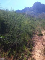 Aspalathus corrudifolia