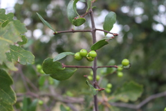 Loranthus europaeus