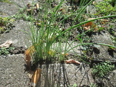 Allium schoenoprasum