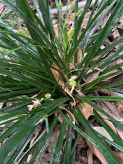 Evergold Sedge (Carex oshimensis)