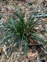 Carex oshimensis, photograph 岸本年郎, CC BY, iNaturalist via GBIF