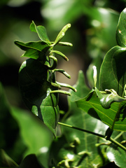 Aceria pongamiae