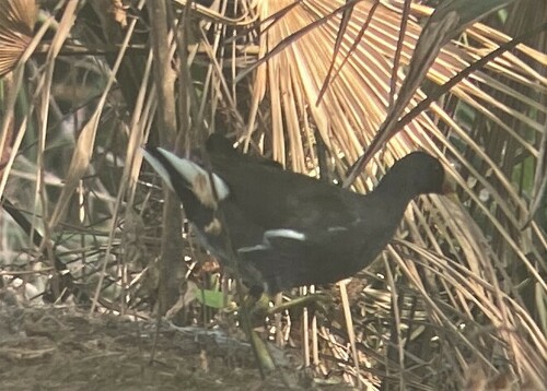 Eurasian Moorhen