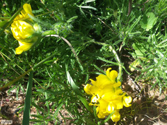 Lotononis involucrata