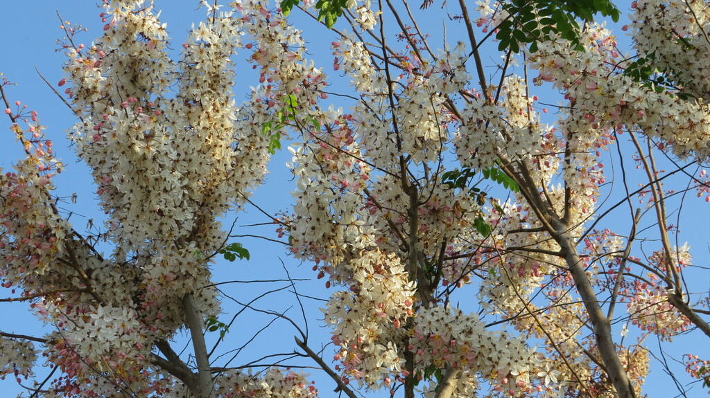 Cassia bakeriana, Краби, Таиланд