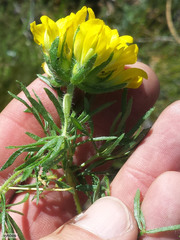 Lotononis involucrata