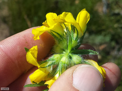 Lotononis involucrata