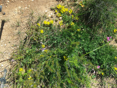 Lotononis involucrata