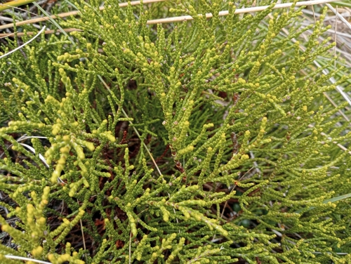 Image of Veronica propinqua by (c) John Barkla, some rights reserved (CC BY)