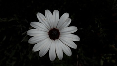 Dimorphotheca nudicaulis