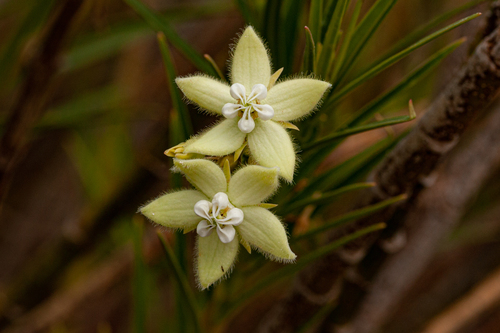 Kanahia laniflora image