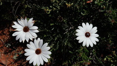 Dimorphotheca nudicaulis