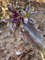 Ceropegia burchardii subsp. maura image