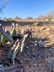 Ceropegia burchardii image