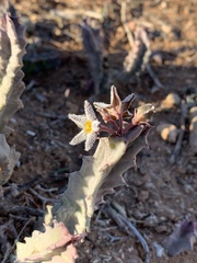 Ceropegia burchardii image