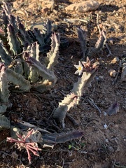 Ceropegia burchardii image