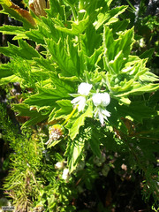 Pelargonium citronellum