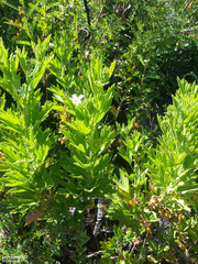 Pelargonium citronellum