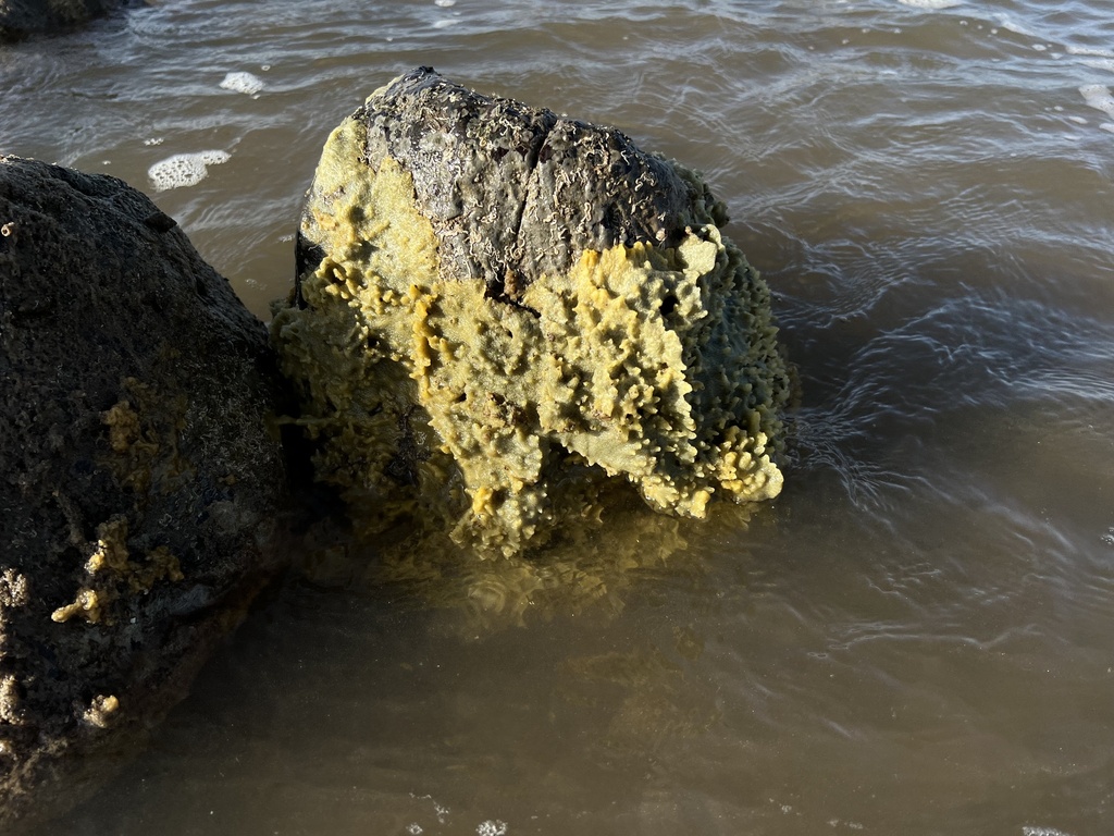 Amorphinopsis excavans