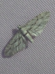 Eupithecia phoeniceata