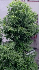Magnoliopsida