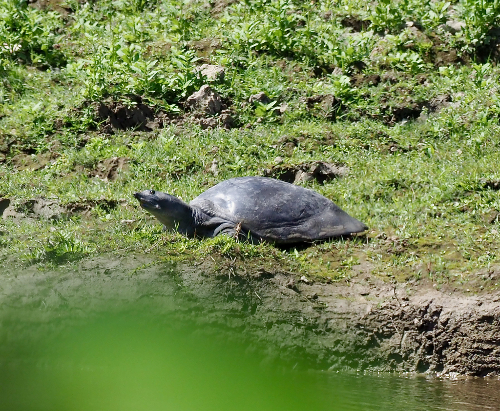 Ganges Softshell Turtle in March 2023 by Gaell Mainguy · iNaturalist