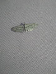 Eupithecia phoeniceata