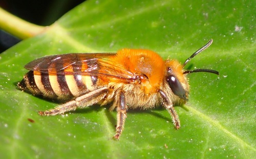 Ivy Cellophane Bee