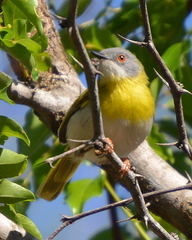 Apalis flavida neglecta