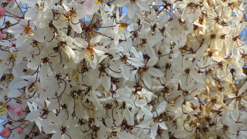 Cassia bakeriana