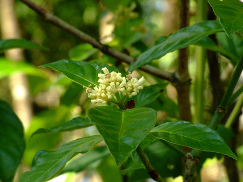 Image of Psychotria rufipes by (c) Darren Obbard, some rights reserved (CC BY)